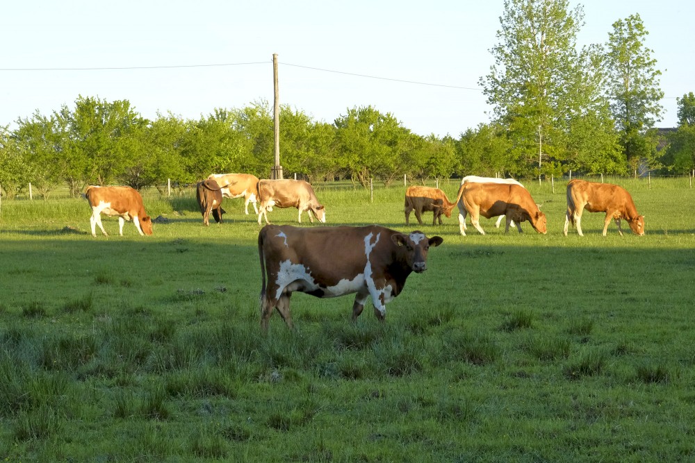 Cows Grazing in a Field