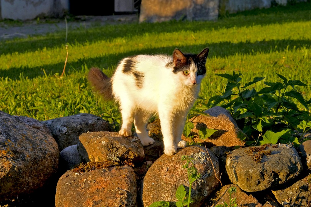 Cat Standing On a Rock