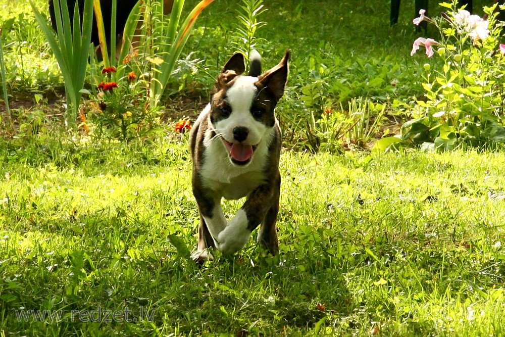 Running puppy