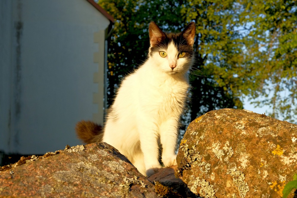 The Cat Sits And Looks