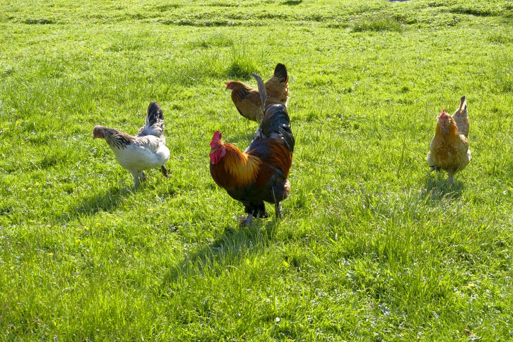 Cock and Hens on Grass
