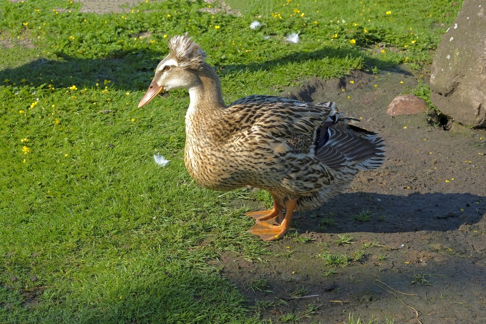 Duck
