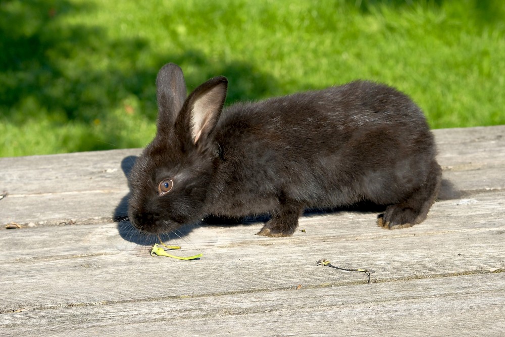 European rabbit (domestic)