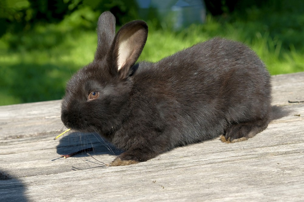 European rabbit (domestic)