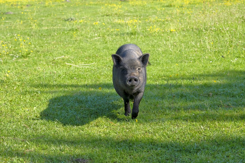Peruāņu pundurcūka Usmas mini Zoodārzā