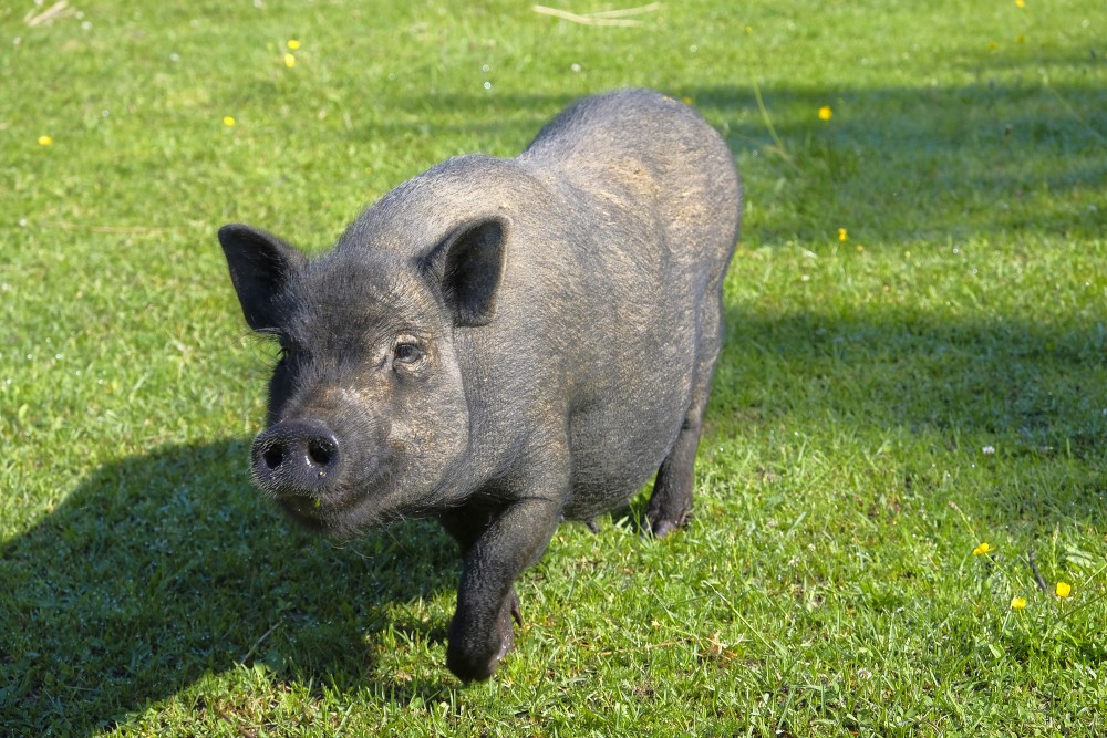 Miniature pig in Mini Zoo in Usmas parish, Latvia