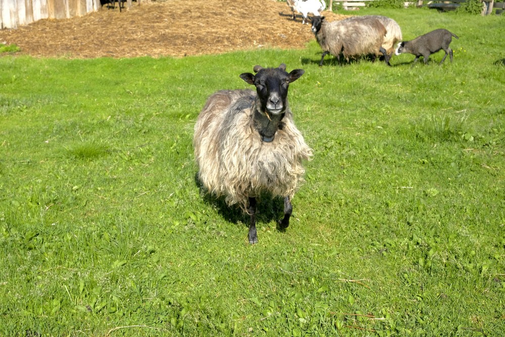 Ewe (Sheep)