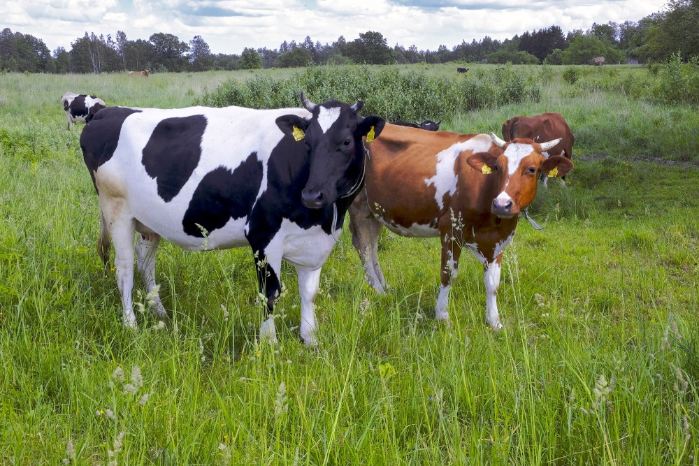 Cows on Pasture