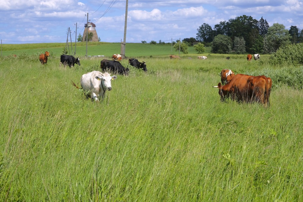 Countryside Landscape with Cows