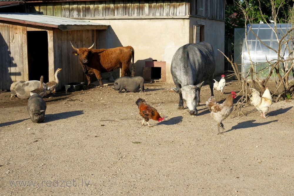 Dundaga Exotic Animal Zoo