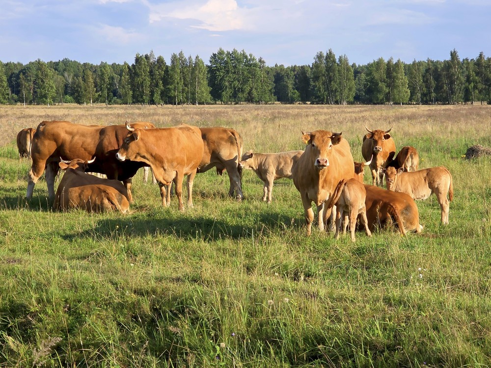 Cows in the Pasture