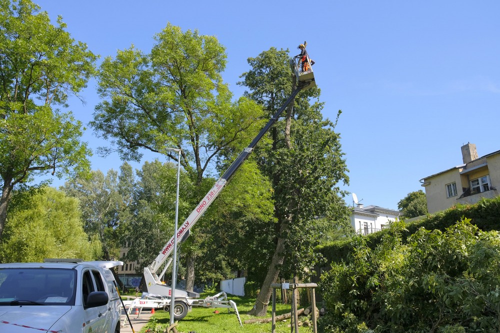 High-level tree cutting with a lift in an urban environment