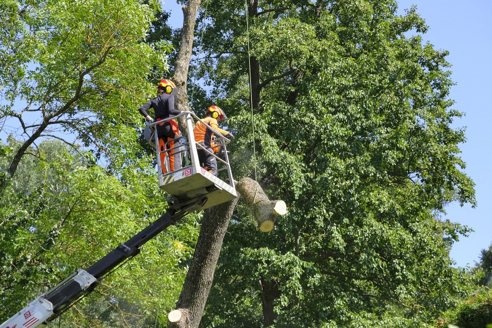 Tree cutting with a lift by professional arborists