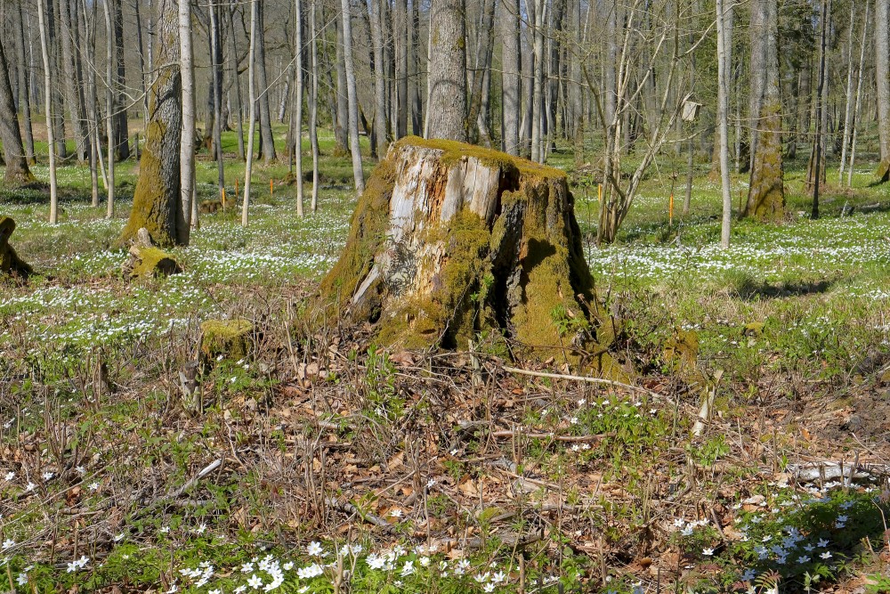Tree Stump in Remte Manor Park