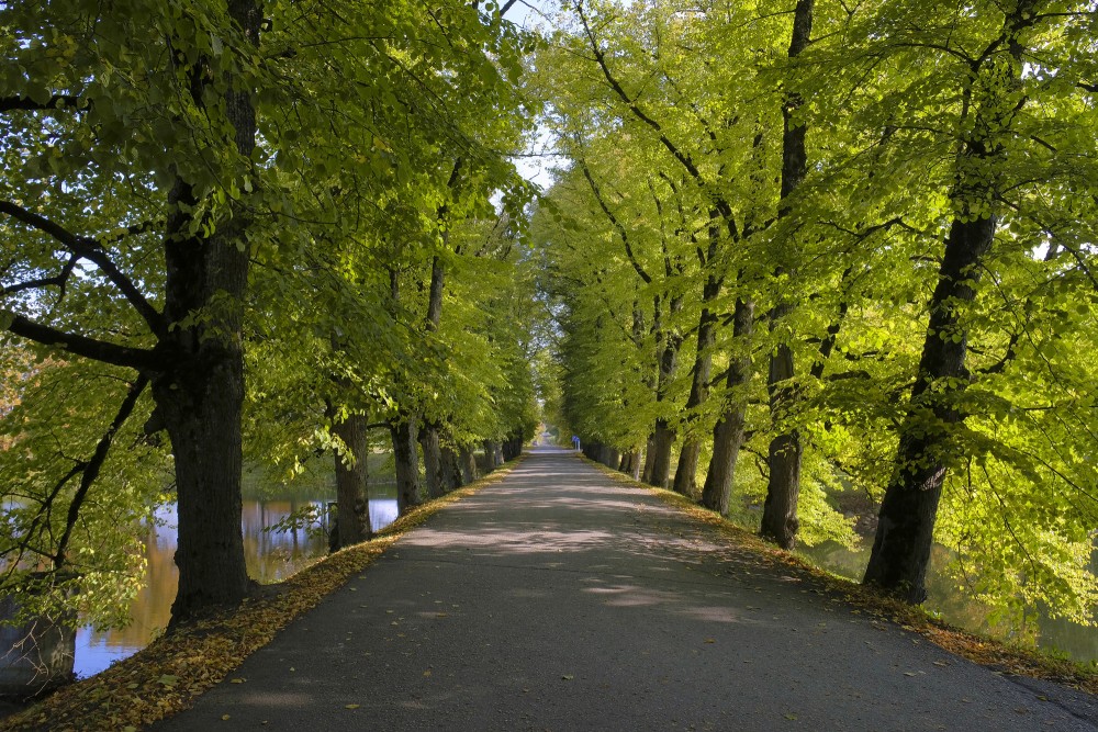 Alley in Vecauce Palace Park