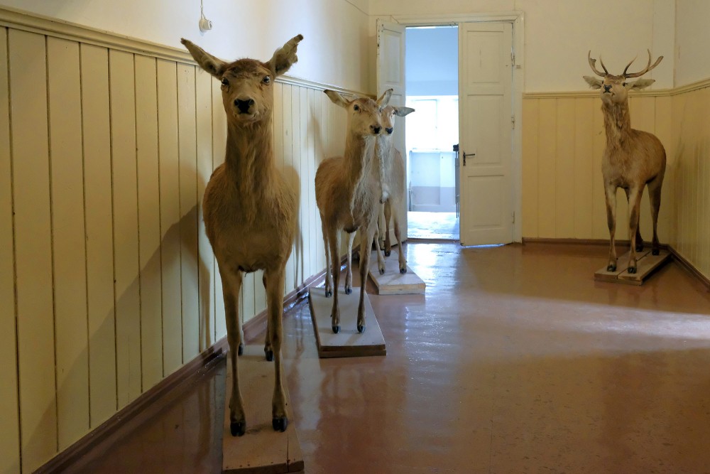 Kazdangas muzeja ekspozīcija