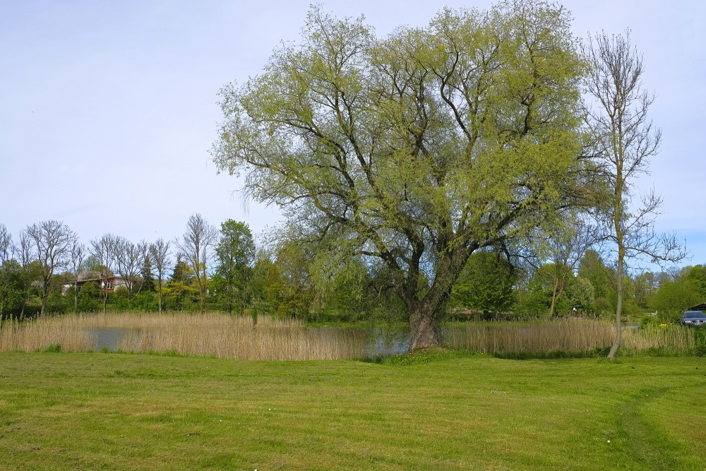 Jaunpils Village Landscape