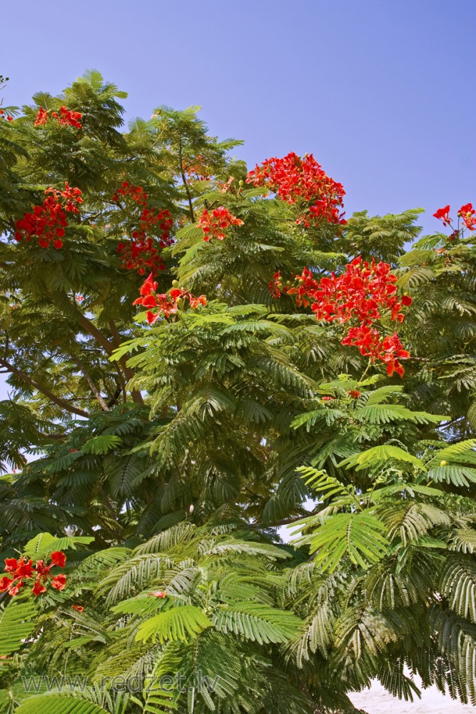 Karaliskā poinciana